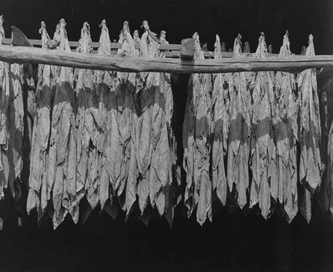 Curing process