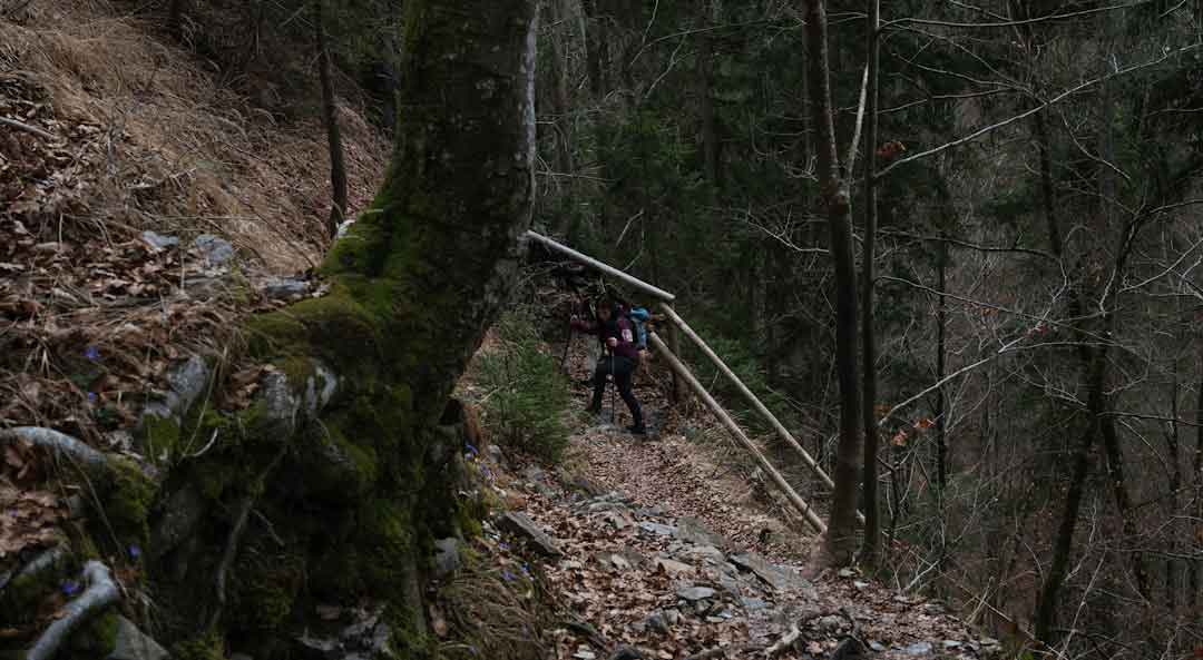 Giant Downhill Mountain Bike on a Steep Trail